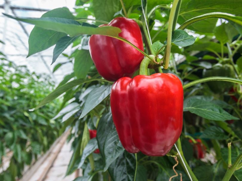 Sweeper the robot picks ripe peppers in 24 seconds 